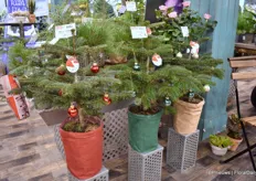 At Dan Roses, they produce pot roses and Christmas trees. And these trios are doing very well. Demand for small Christmas trees, pot grown, is growing every year.